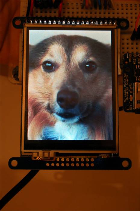 woof_t.jpg